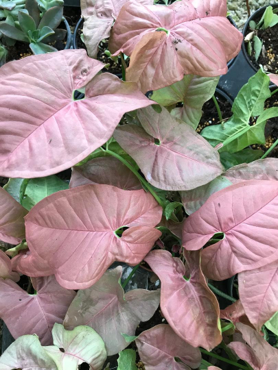 Thumbnail: Syngonium 'Neon Pink' podophyllum