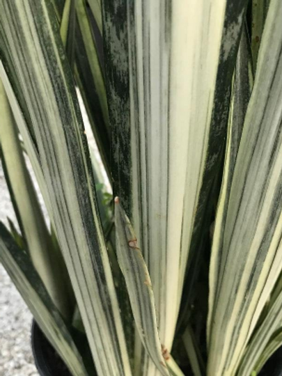 Thumbnail: Sansevieria trifasciata 'White Snake' Bantels Sensation