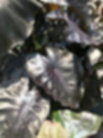 Thumbnail: Colocasia Esculenta 'Black Coral'