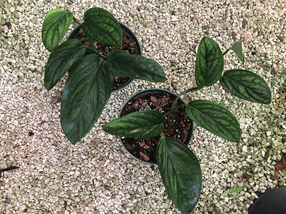 Thumbnail: Monstera 'Peru' karstenianum