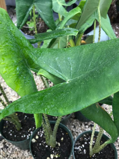 Thumbnail: Alocasia 30" zebrina