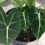 Thumbnail: Alocasia micholitziana 'Frydek'