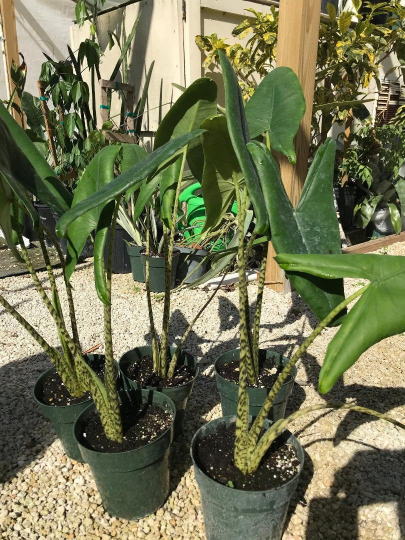 Thumbnail: Alocasia 30" zebrina