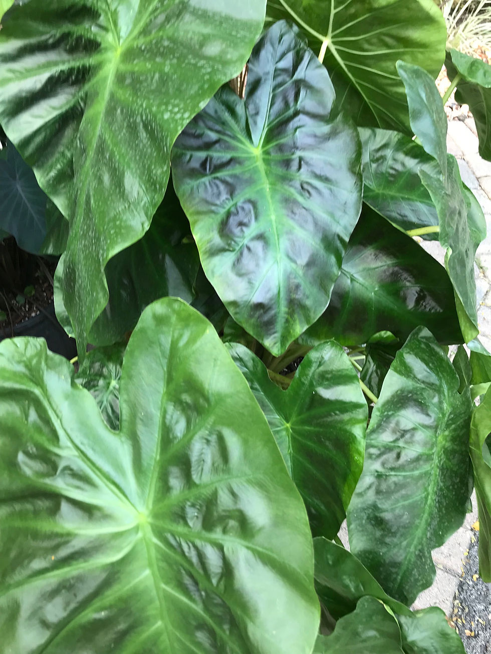 Thumbnail: Colocasia Antiquorum 'Illustris'
