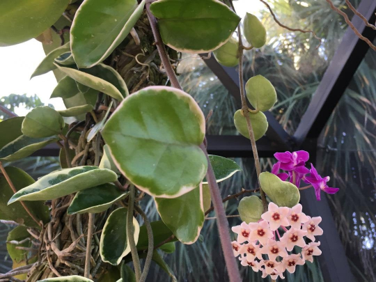 Thumbnail: Hoya Carnosa Variegata Pink Tri-color
