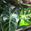 Thumbnail: Alocasia Morocco 'Pink Dragon'