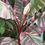Thumbnail: Musa Nono 'Variegated Pink Banana'