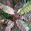 Thumbnail: Musa Nono 'Variegated Pink Banana'