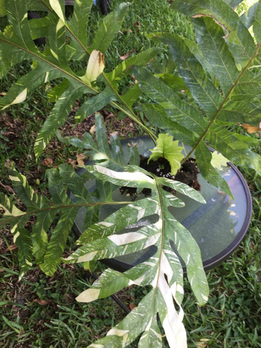 Drynaria Quercifolia Variegated | Rob's Rare Plants