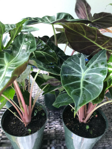 Alocasia Morocco 'Pink Dragon' | Rob's Rare Plants