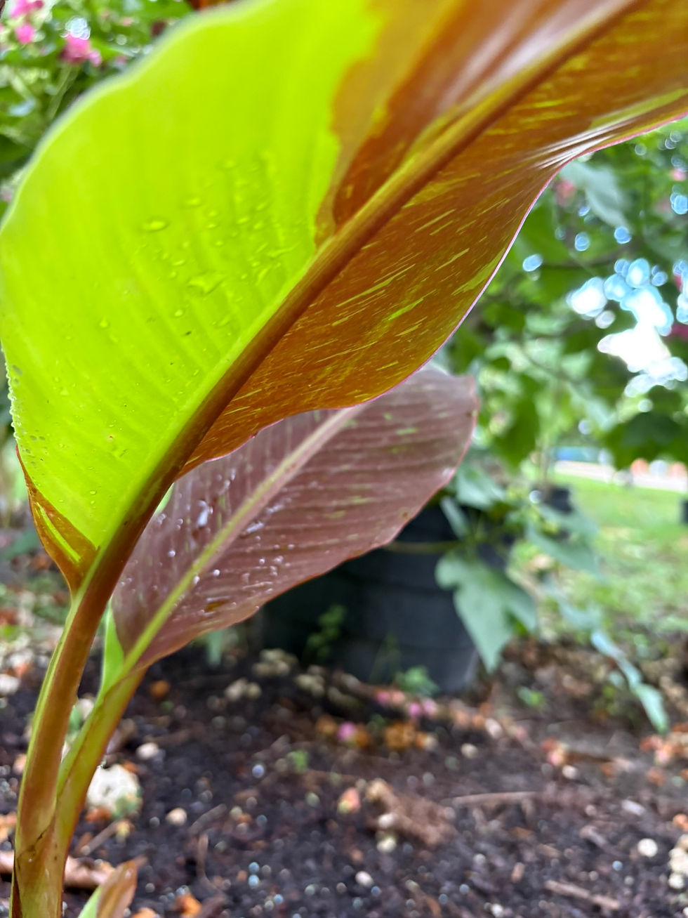 Thumbnail: Musa acuminata 'Siam Ruby Red'