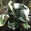 Thumbnail: Variegated 'Mickey Mouse' Xanthosoma Sagittifolium