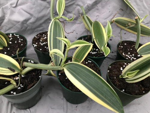 Vanilla Planifolia Variegata albomarginata | Rob's Rare Plants