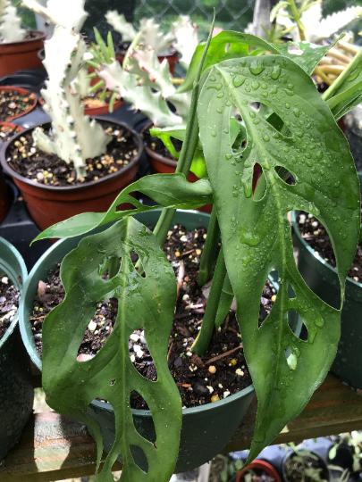 Thumbnail: Monstera 'Baby Swiss' adansonii
