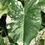 Thumbnail: Alocasia 30" macrorrhiza variegata
