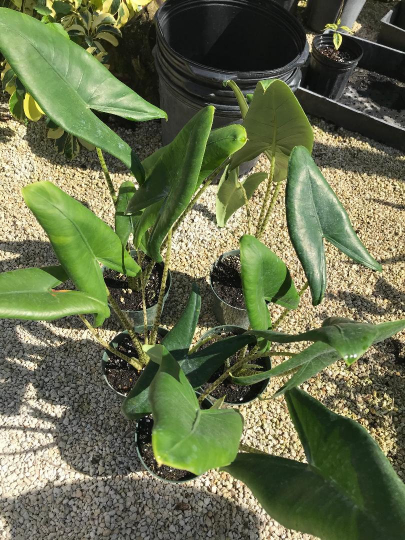 Thumbnail: Alocasia zebrina
