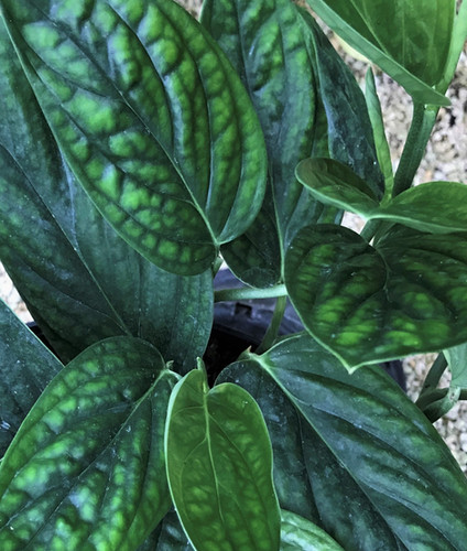 peace lily giant Buy Peace Lily Spathiphyllum 25cm, Indoor Plant