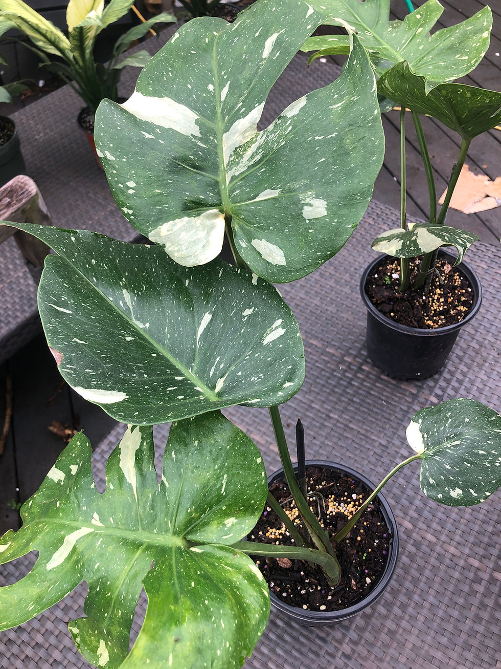 Thumbnail: Monstera 'Thai Constellation' deliciosa variegata