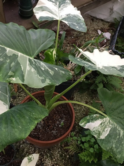 Thumbnail: Alocasia macrorrhiza variegata