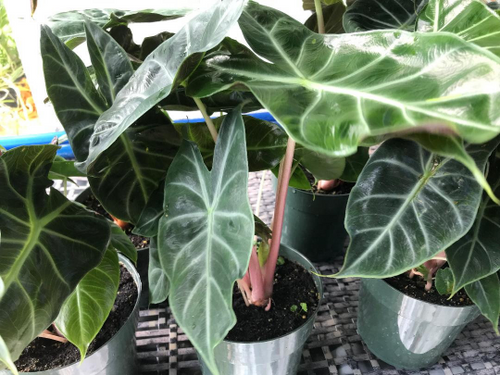 Alocasia Morocco 'Pink Dragon' | Rob's Rare Plants
