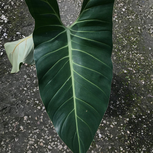 rare philodendron Philodendron Pink Princess Galaxy variegated Grower's Choice *Now In Stock* (6115P:G)