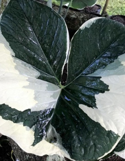 jose buono variegata Philodendron Jose Buono Variegated | Jose Buono Variegated in 4.5 Pot |  Rare Indoor Plants for Delivery | Houseplant for sale