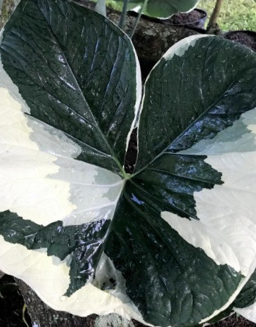 Variegated 'Mickey Mouse' Xanthosoma Sagittifolium | Rob's Rare Plants