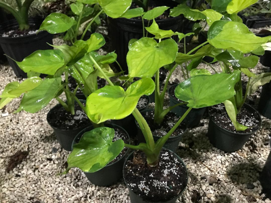 Thumbnail: Alocasia 'Broken Heart' cucullata variegata