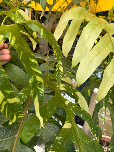 Drynaria Quercifolia Variegated | Rob's Rare Plants