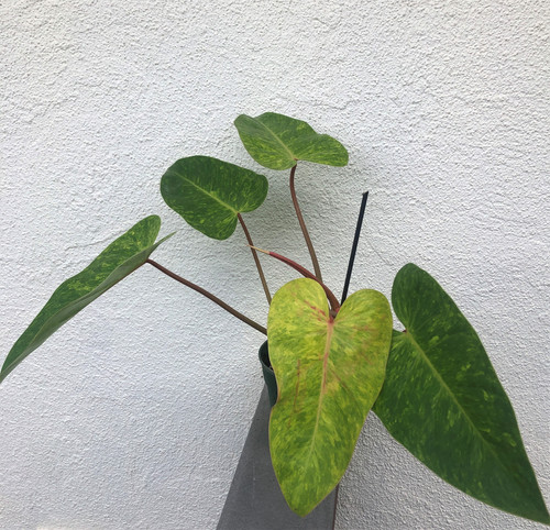 zz plant water requirements Black Raven ZZ Plant