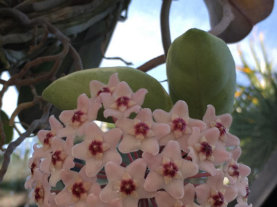 Thumbnail: Hoya Carnosa Variegata Pink Tri-color