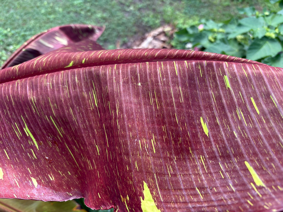Thumbnail: Musa acuminata 'Siam Ruby Red'