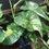 Thumbnail: Philodendron Imbe
