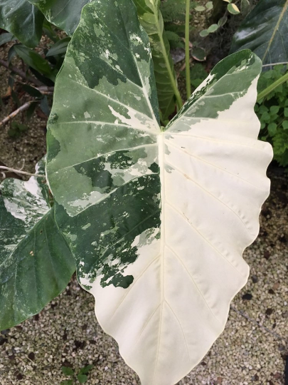 Thumbnail: Alocasia macrorrhiza variegata