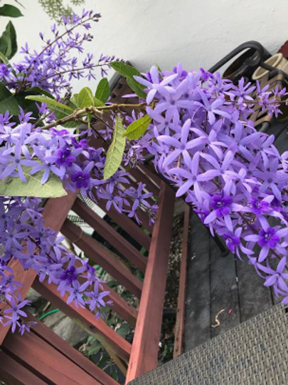 Thumbnail: Petrea 'Florida Wisteria' racemosa