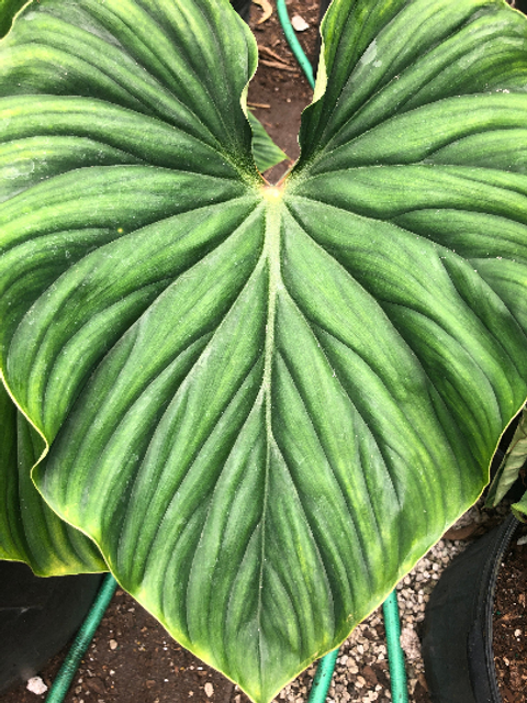 Philodendron Plowmanii | Rob's Rare Plants