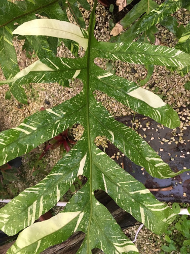 Drynaria Quercifolia Variegated | Rob's Rare Plants