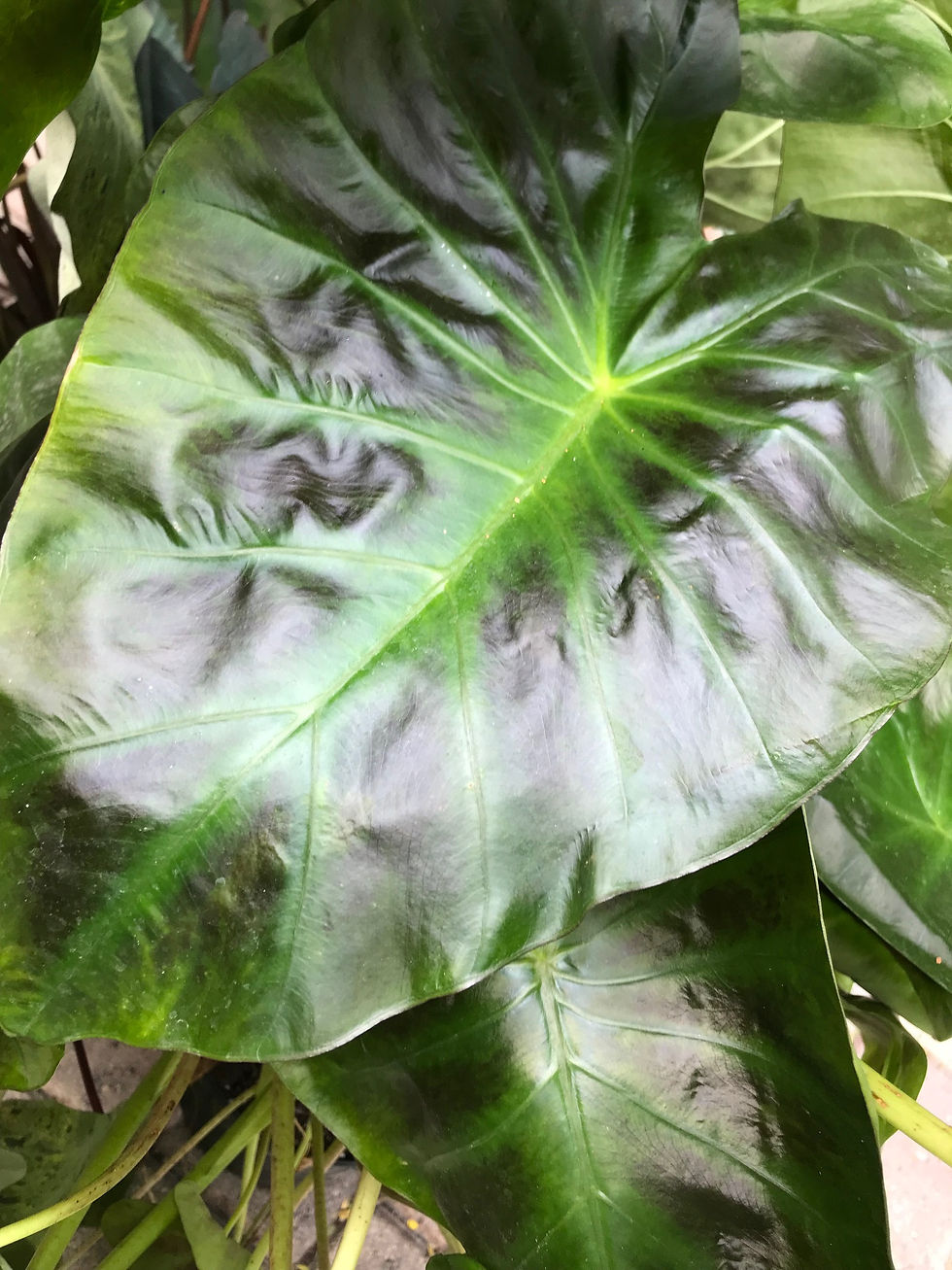 Thumbnail: Colocasia Antiquorum 'Illustris'