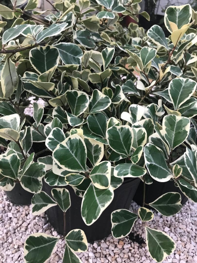 Thumbnail: Ficus Natalensis leprieurii Variegata 'Heart Leaf Ficus'