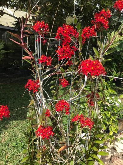 Thumbnail: Epidendrum ibaguense 'Red Ballerina'