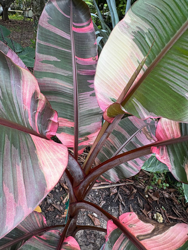 Musa Nono 'Variegated Pink Banana' | Rob's Rare Plants