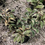 Thumbnail: Excoecaria cochinchinensis variegata 'Jungle Fire'