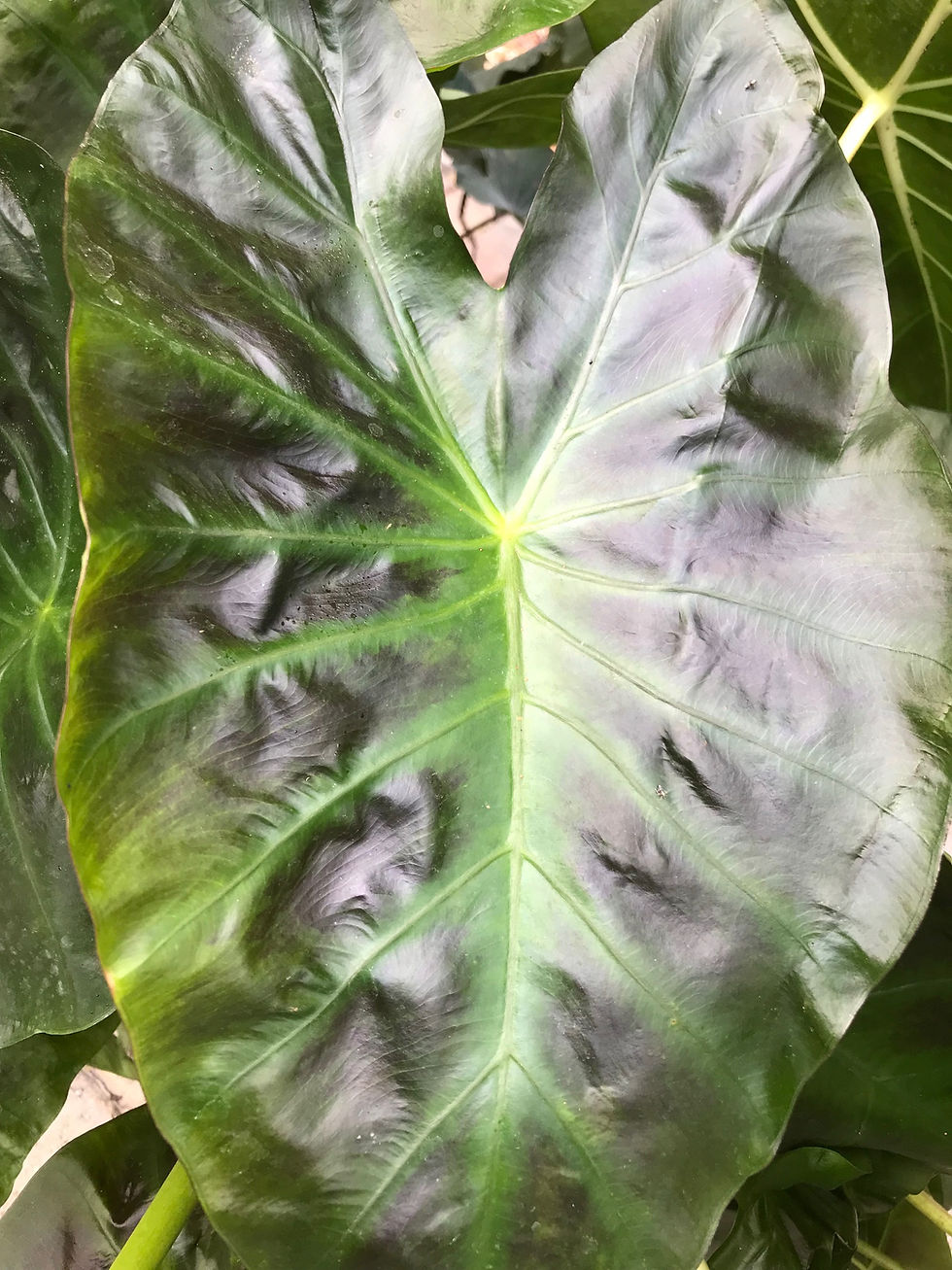 Thumbnail: Colocasia Antiquorum 'Illustris'