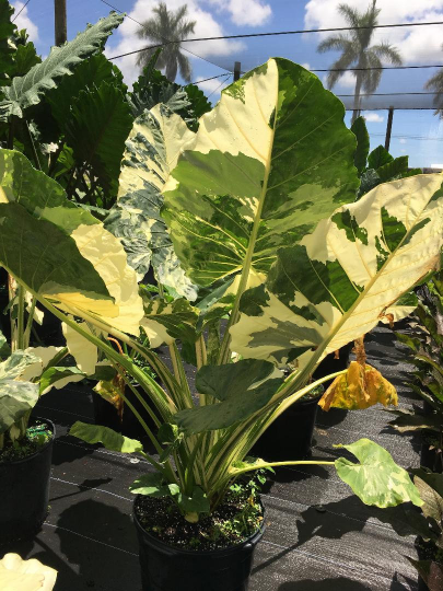 Thumbnail: Alocasia 30" macrorrhiza variegata