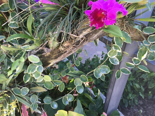 Thumbnail: Hoya Carnosa Variegata Pink Tri-color