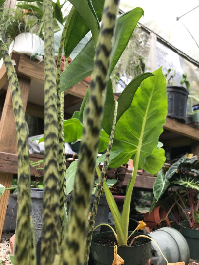 Thumbnail: Alocasia zebrina