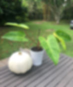 Thumbnail: Philodendron 'Painted Lady'