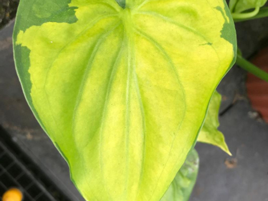 Thumbnail: Alocasia 'Broken Heart' cucullata variegata