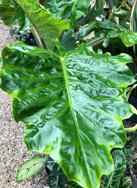Alocasia 'Low Rider' | Rob's Rare Plants