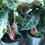 Thumbnail: Alocasia Morocco 'Pink Dragon'